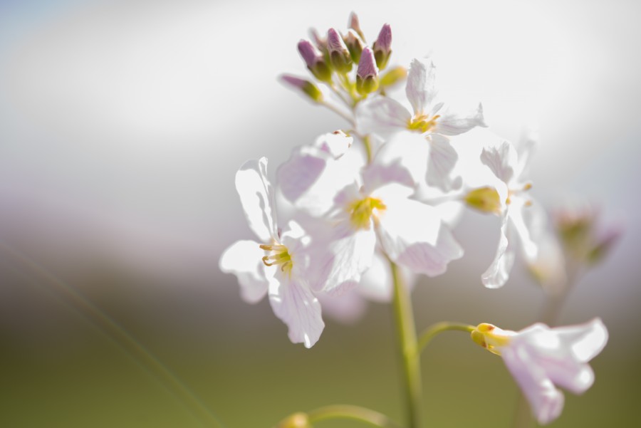 Flowers in the Spring