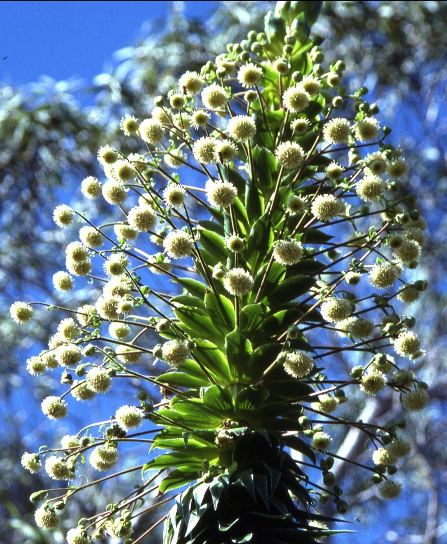white Hawaiian flower