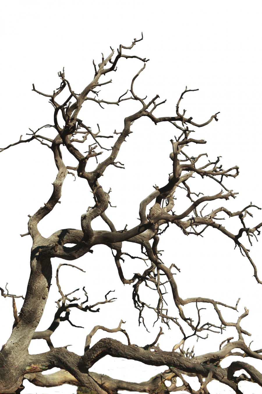 tree silhouette