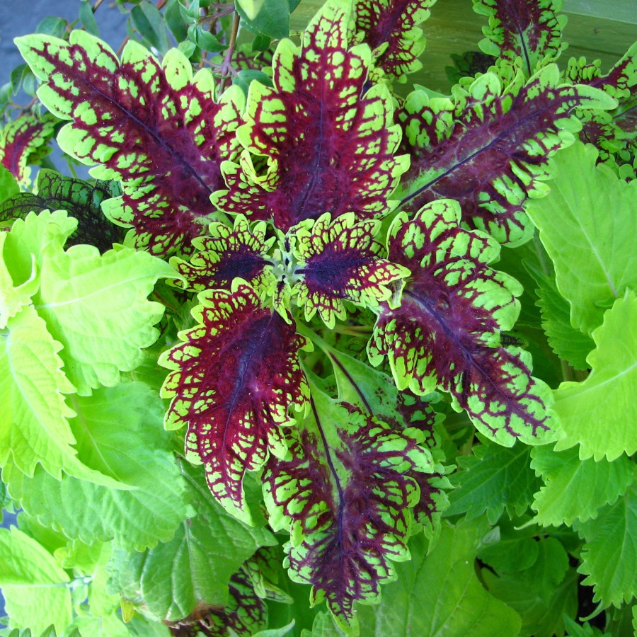 tropical leaves