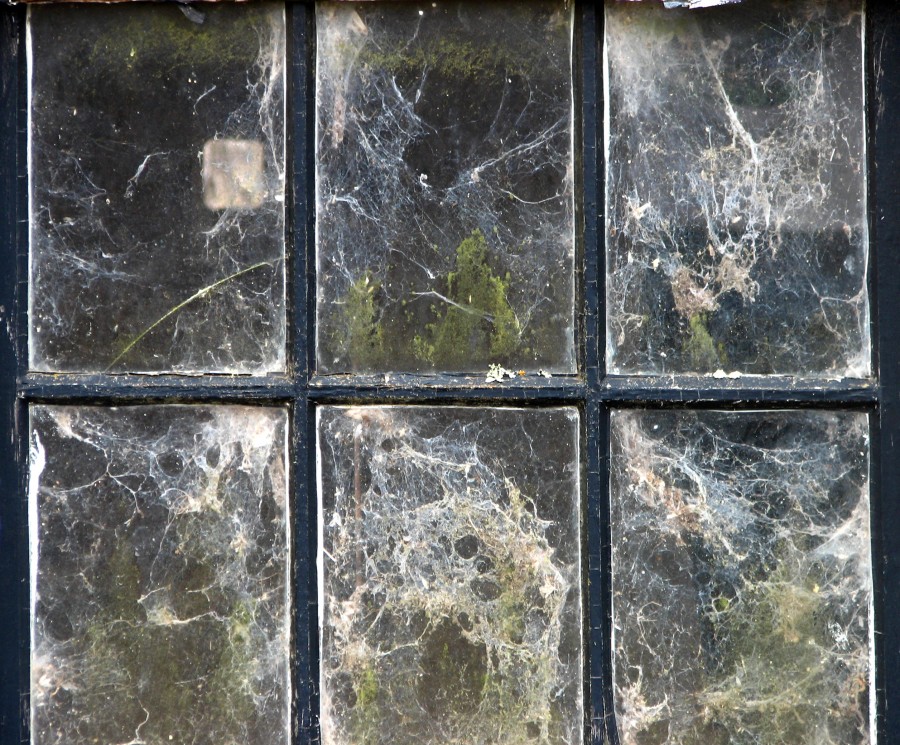 webby window
