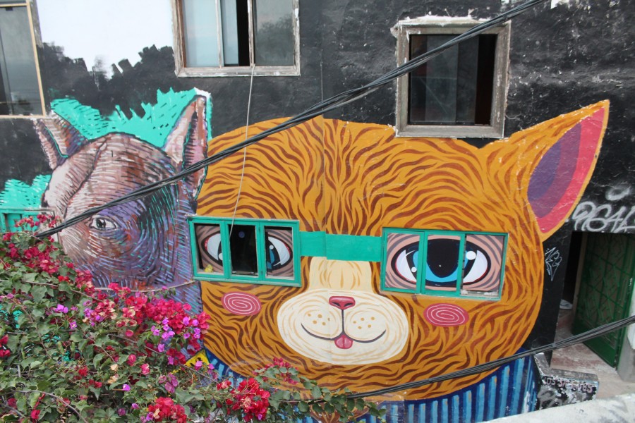 Cat with the window glasses 