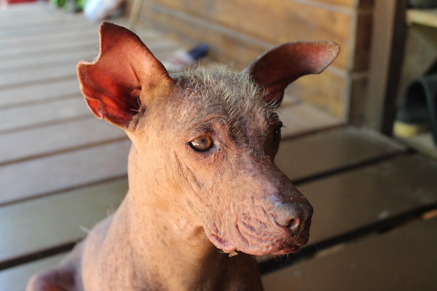 The Peruvian Hairless Dog