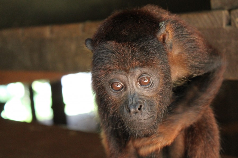 Monkey in the amazon jungle