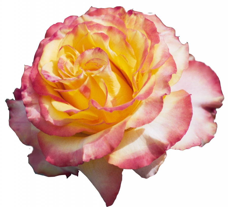 pink-and-yellow rose