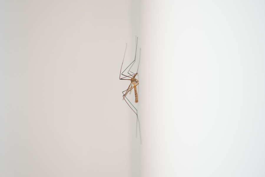 Fly on the wall