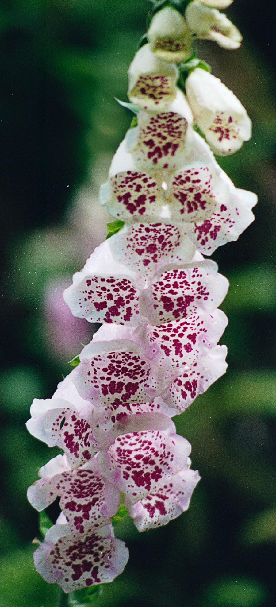 foxglove