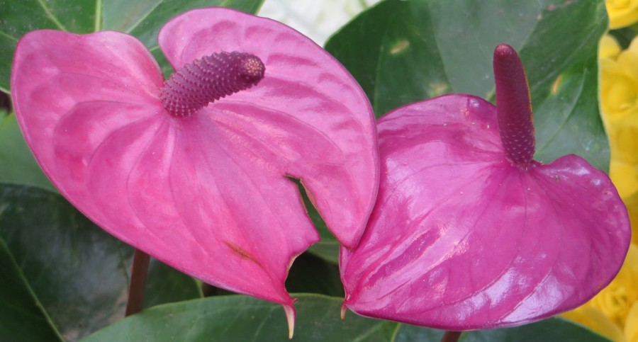 pink anthuriums