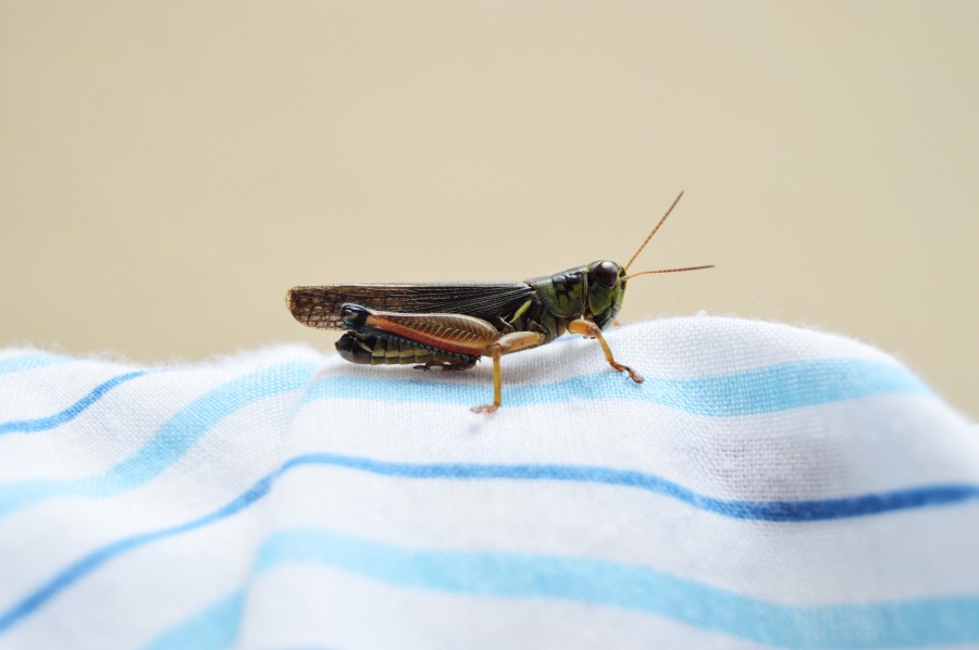 Grasshopper