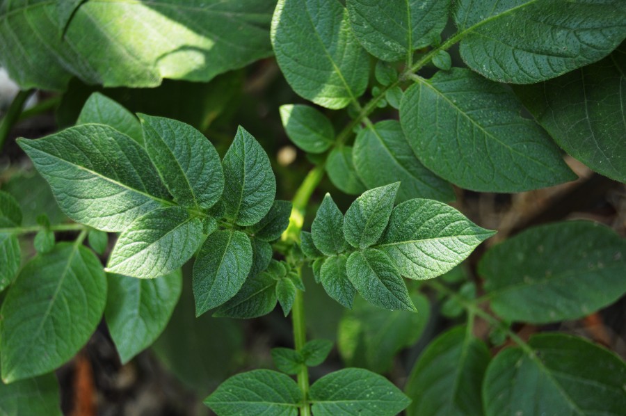 Leaves