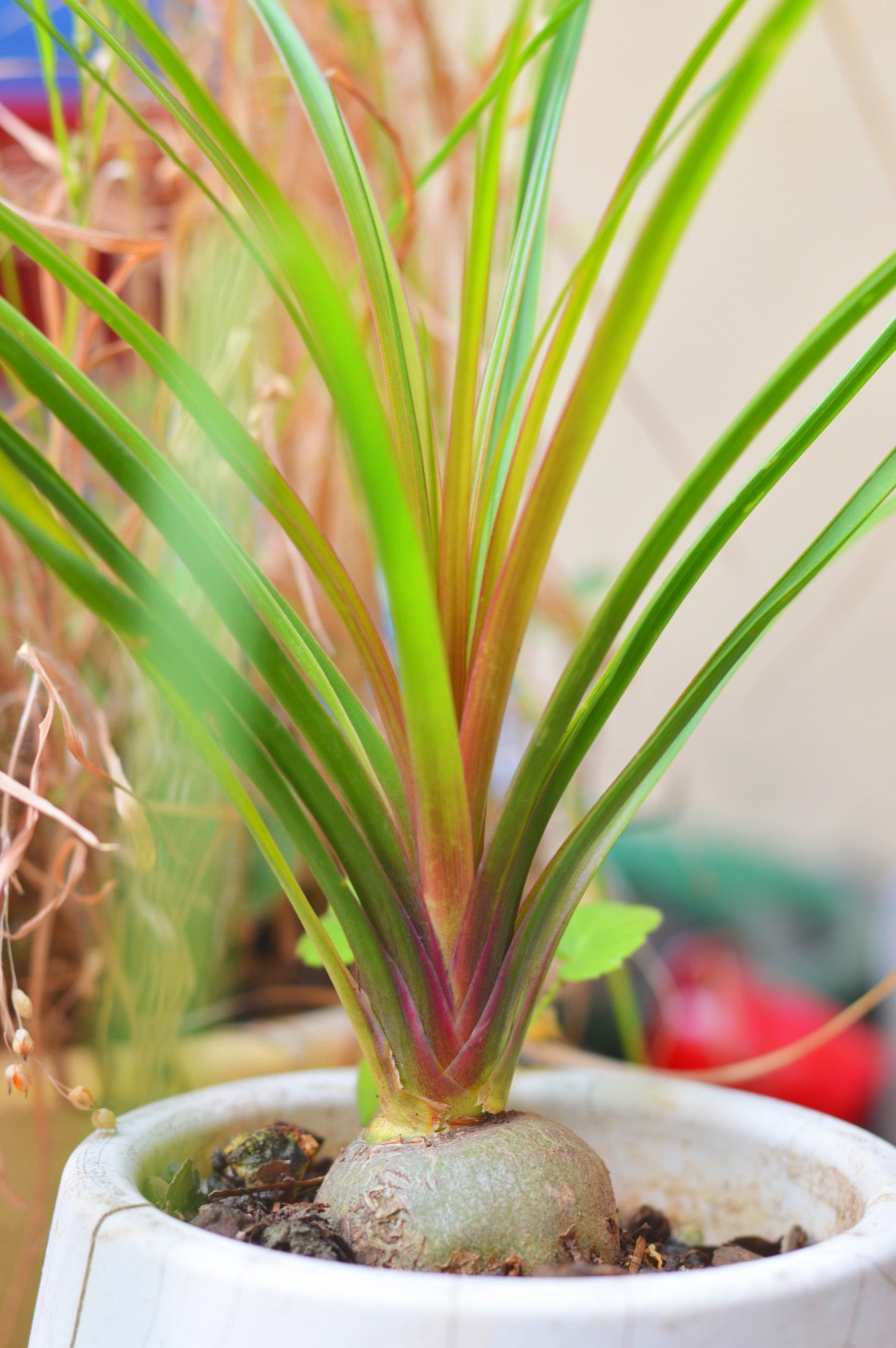 Little Beaucarnea
