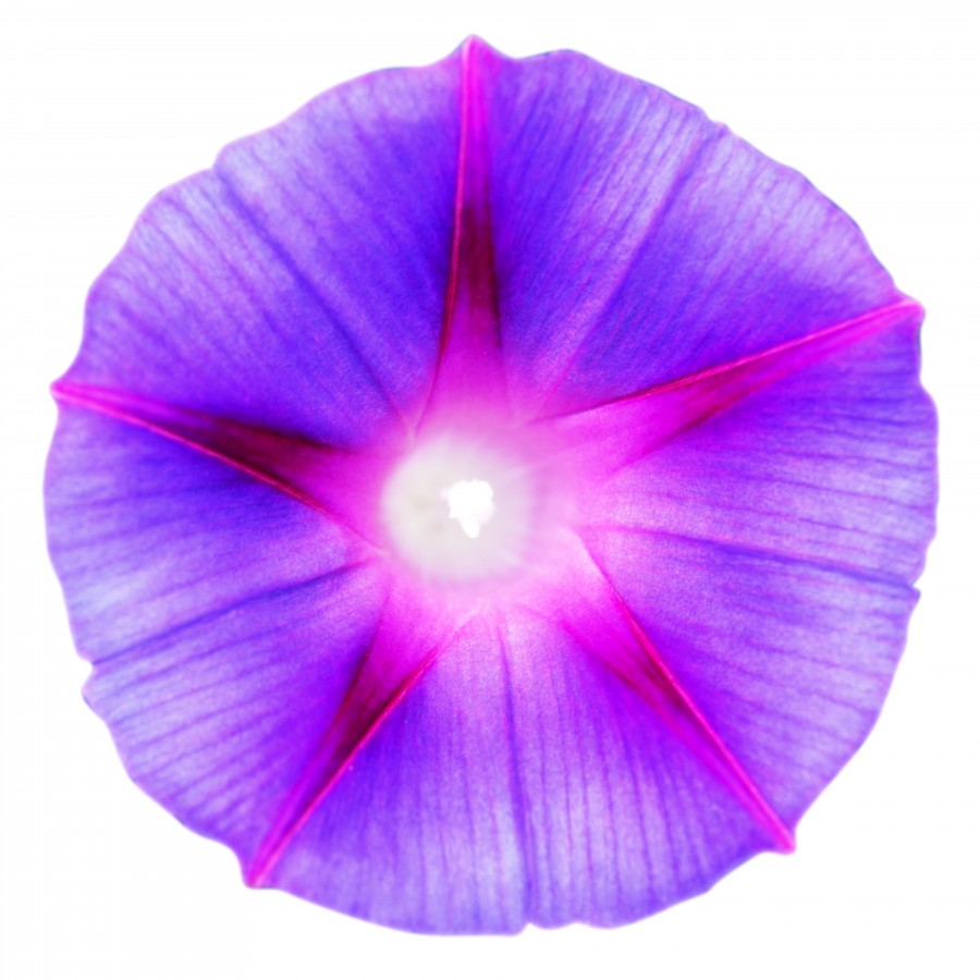 Purple flower