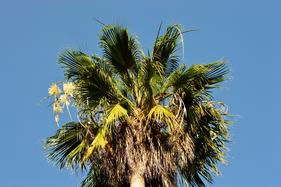 Palm tree