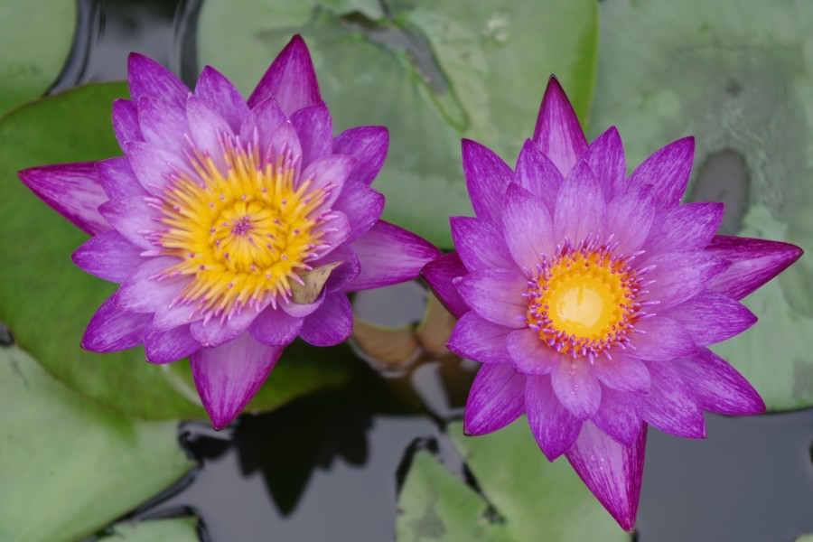Water Lilies