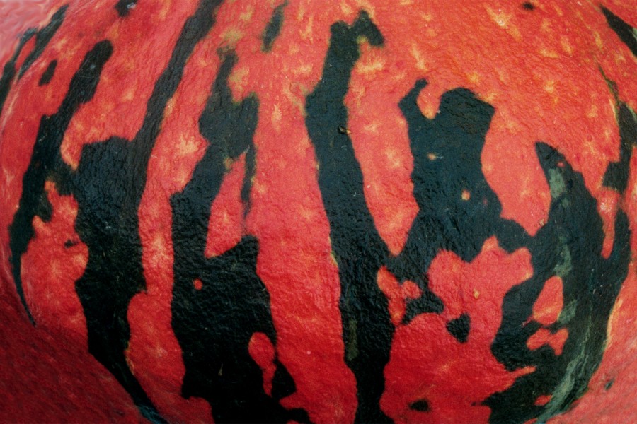 red squash with black