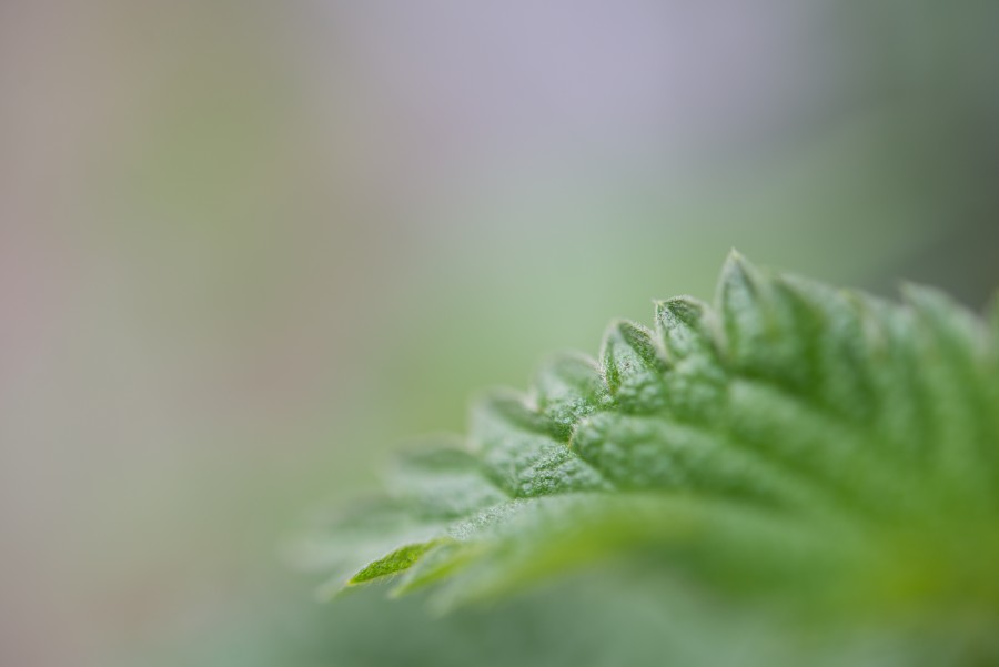 fghfghNettle