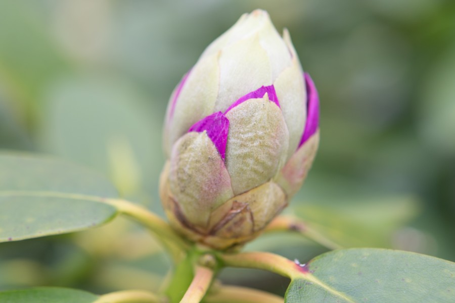 Flower bud