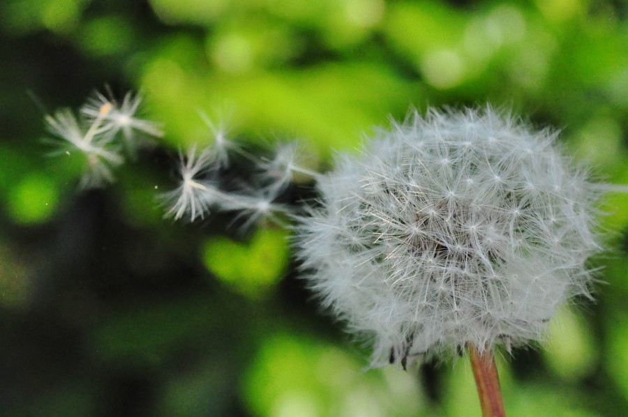 Dandelion 