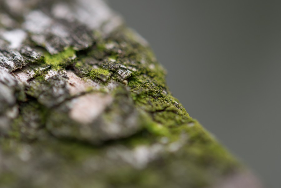 Little piece of wood