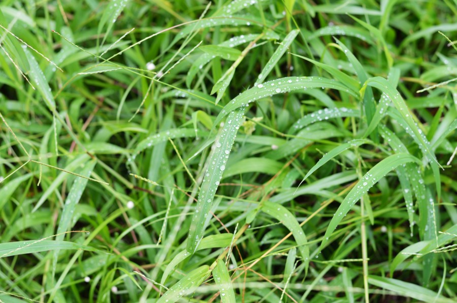grass detail