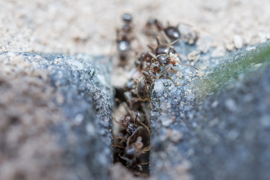 Ants