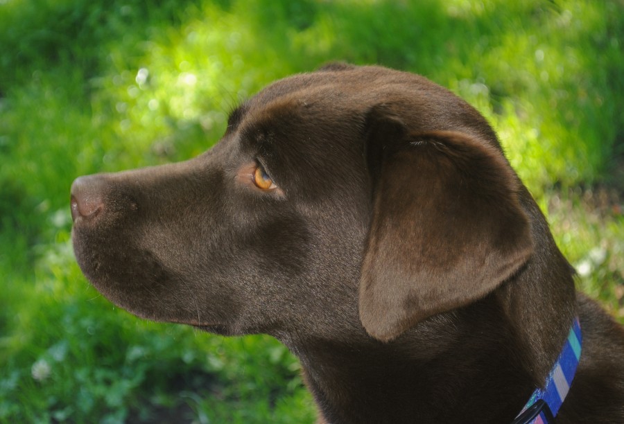 Pepper