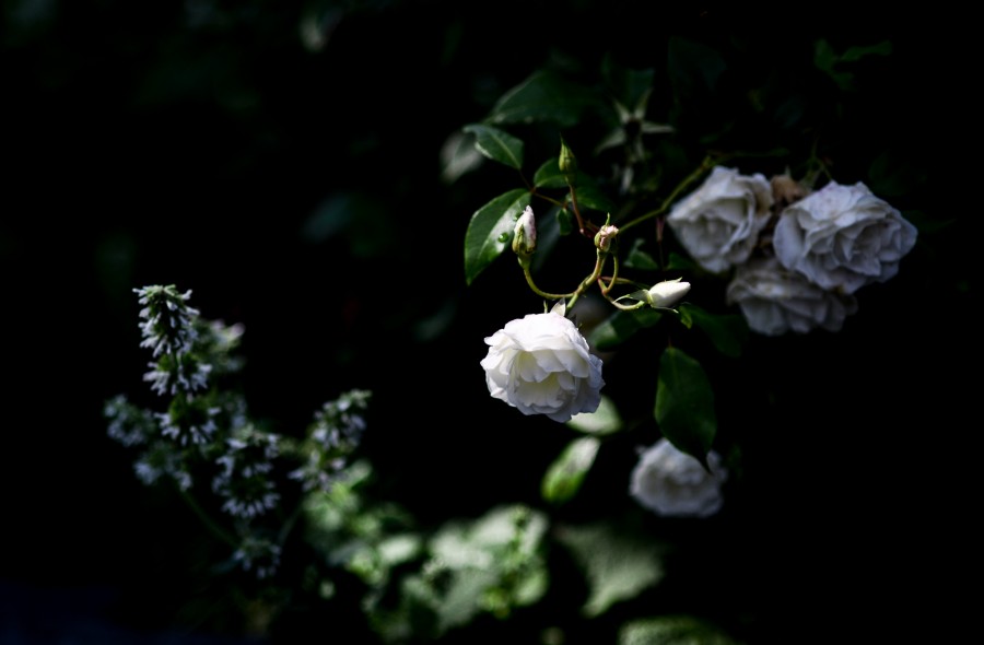White rose on black background