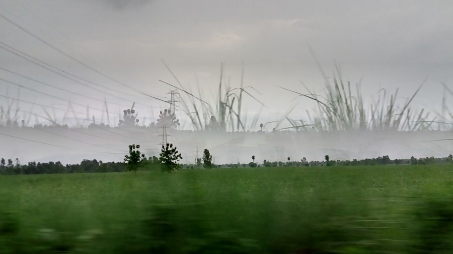 Grassland