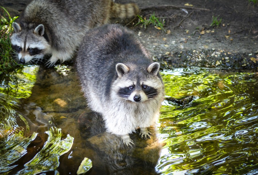 Cute raccoon