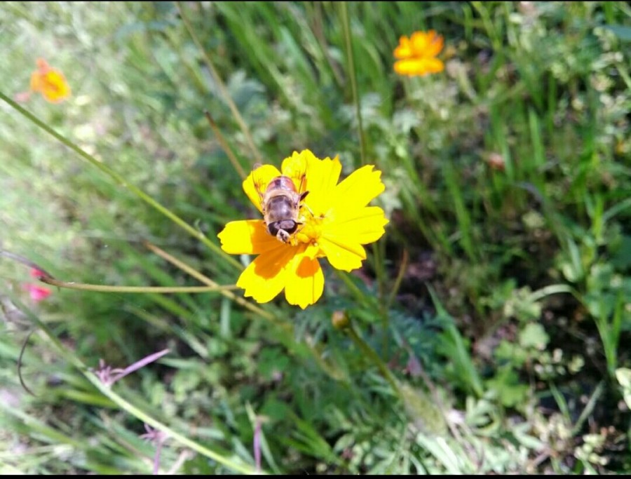 Bee taking its​ food from the natural source....