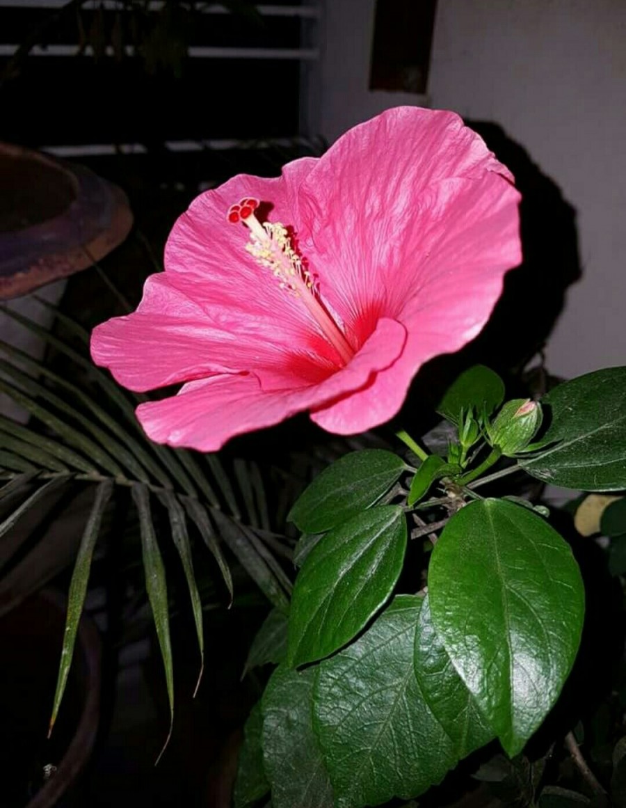 Flowers... India