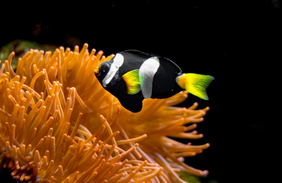 Little aquarium fish