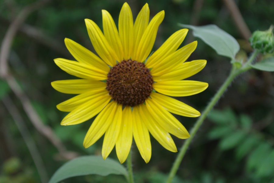 SUNFLOWER1