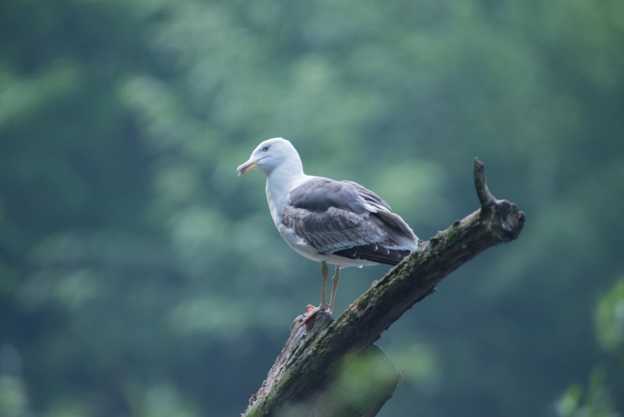Seagull