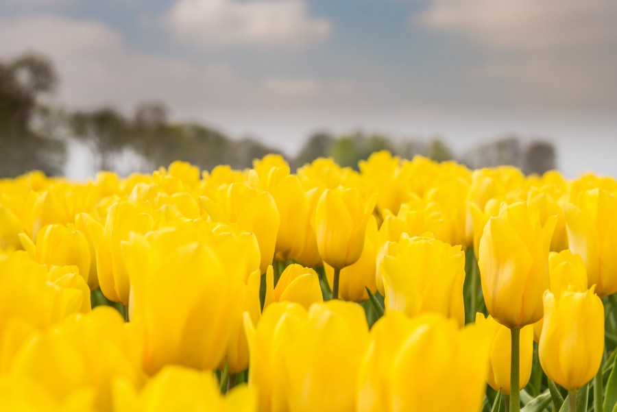 Yellow tulips