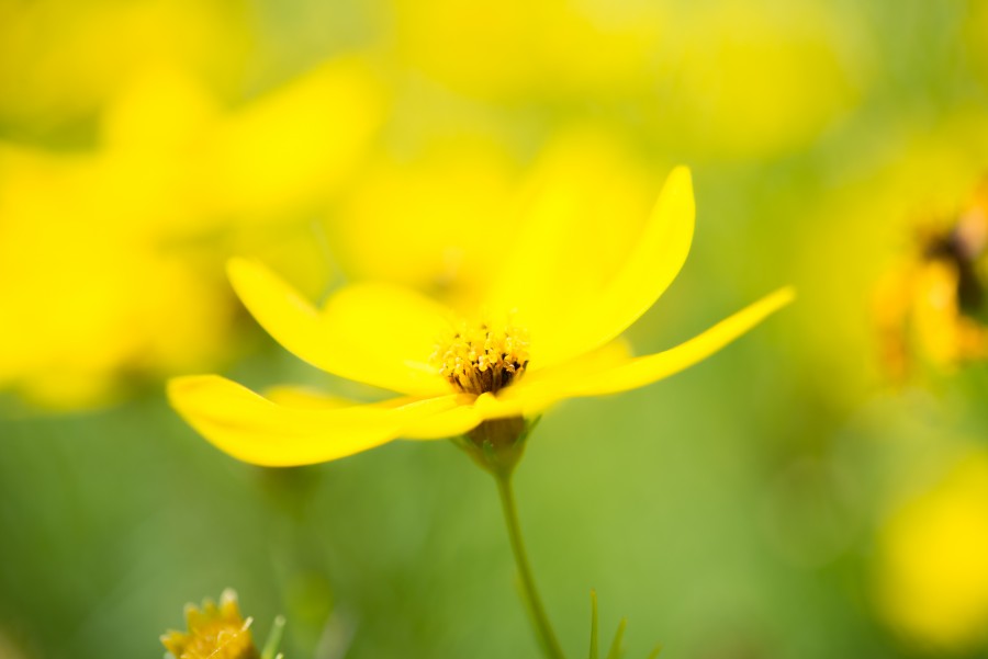 Yellow flower