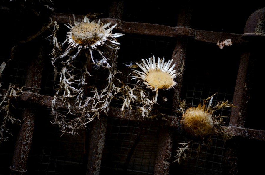 Dried flowers