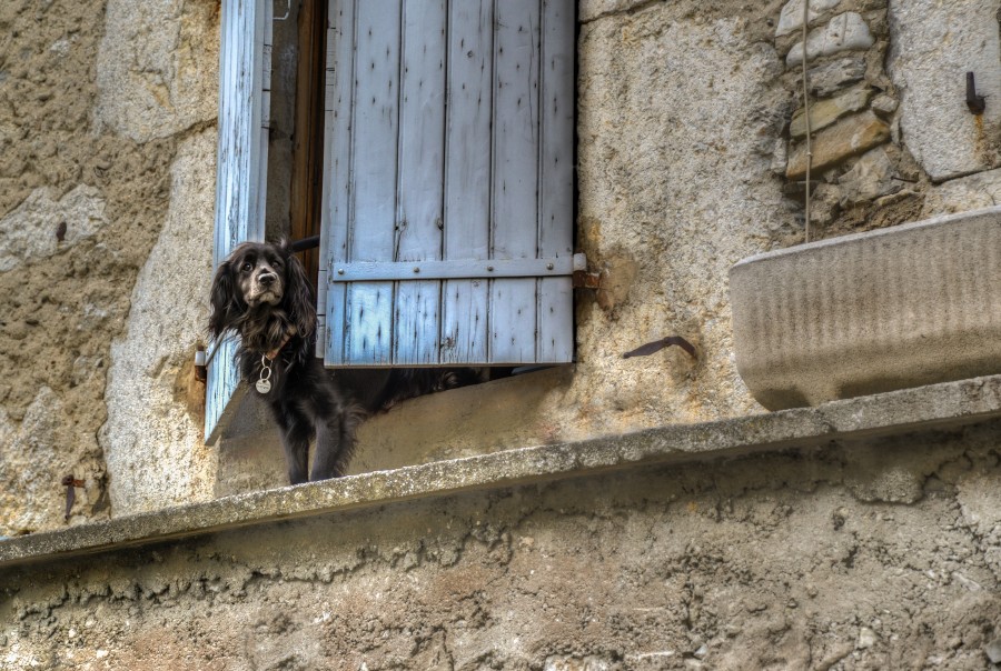 Dog waiting for the boss