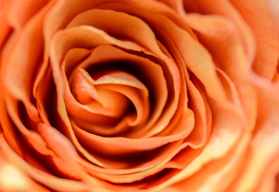 Rose bud up close