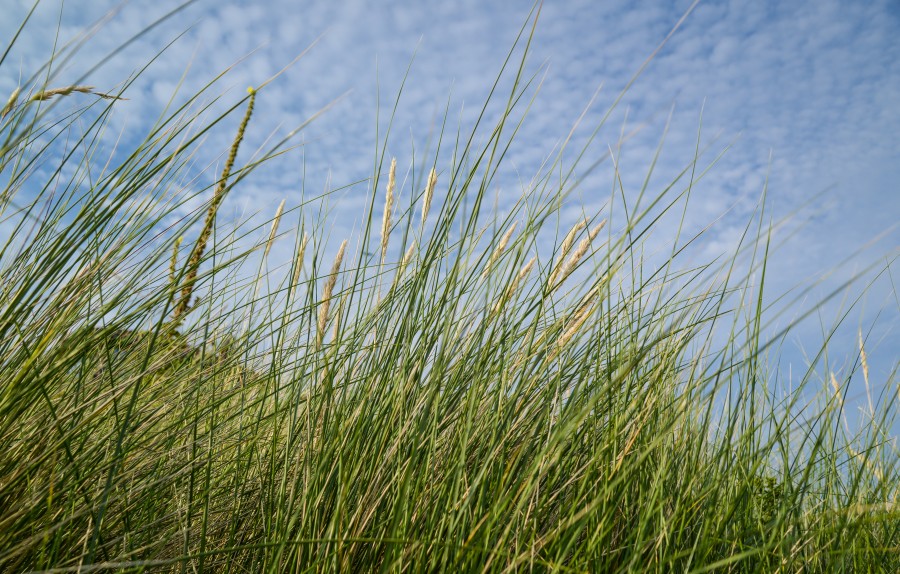 helm grass