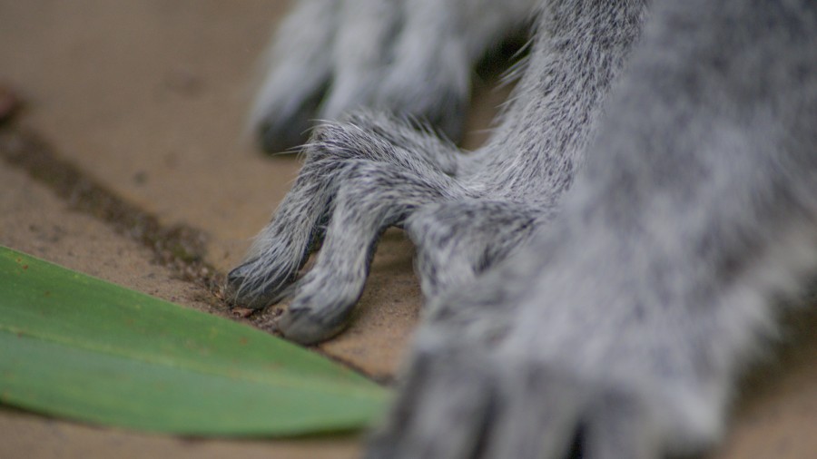 Monkey toes or fingers?