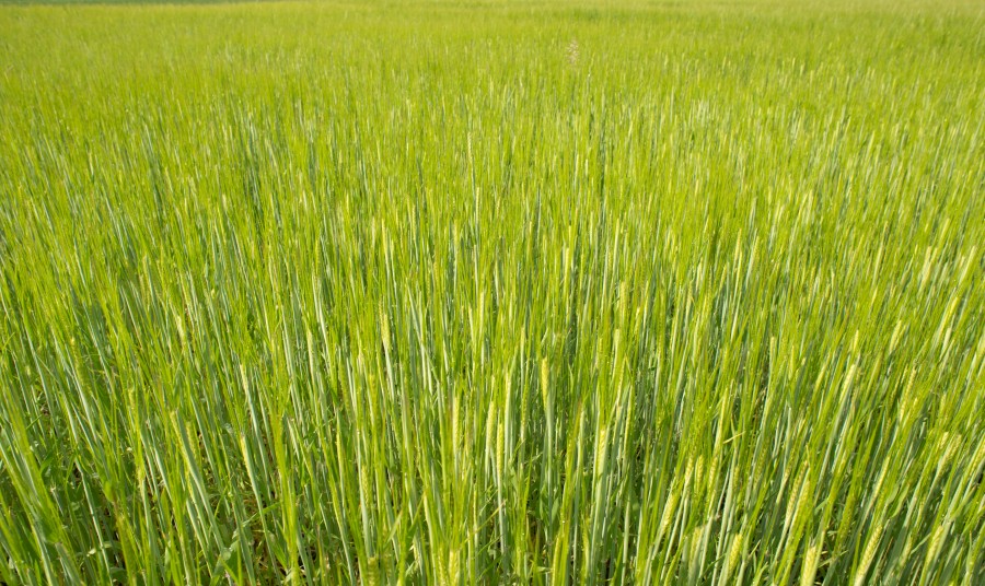 Fresh wheat in spring