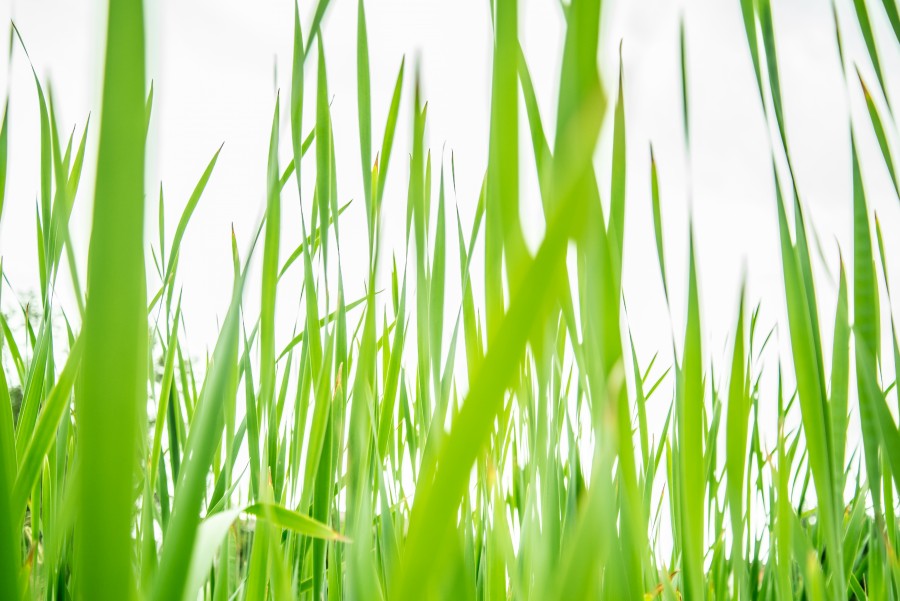 Sun through the grass
