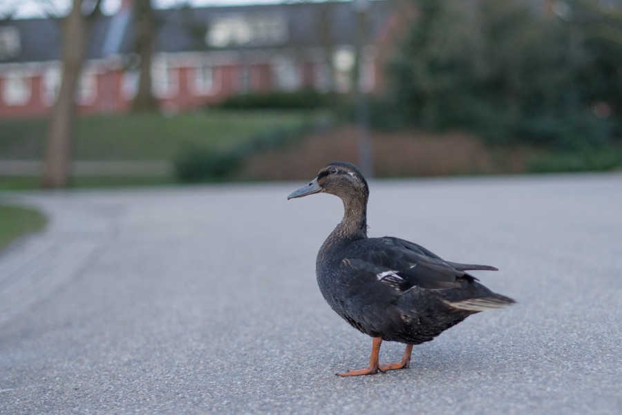 Duck on the road
