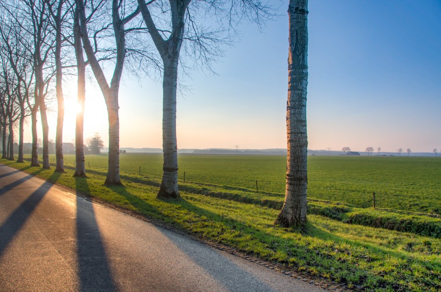 Long shadows