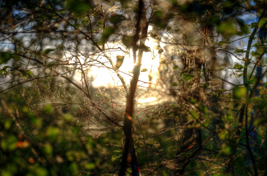 Spider web
