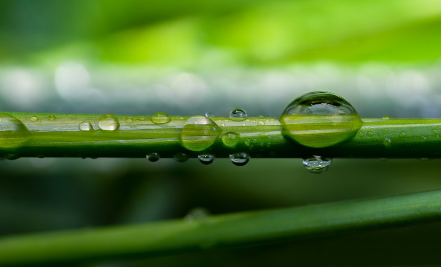 Water drop on grass macro