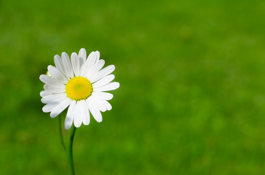 White little flower