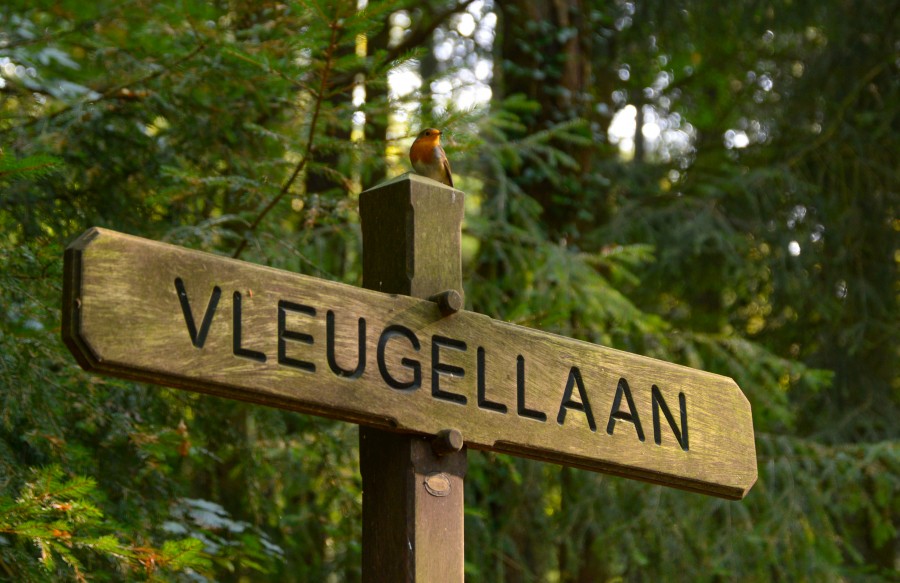 Robin sitting on a street sign
