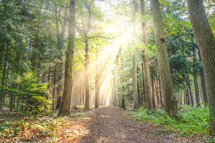 Sun hits the foggy forest